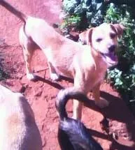 Cachorro ra a SRD idade 7 a 11 meses nome Cães da Cleusa.