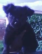 Cachorro ra a SRD idade 7 a 11 meses nome Cães da Cleusa.