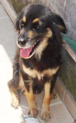 Cachorro raça Bigou e SRD idade 3 anos nome Laica e Neguinha
