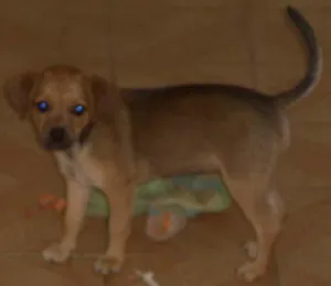 Cachorro raça SRD idade 2 a 6 meses nome NOVINHA