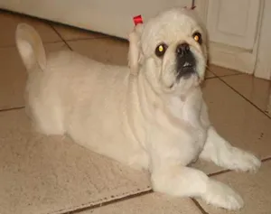Cachorro raça Pequines idade 6 ou mais anos nome Procura GRATIFICA