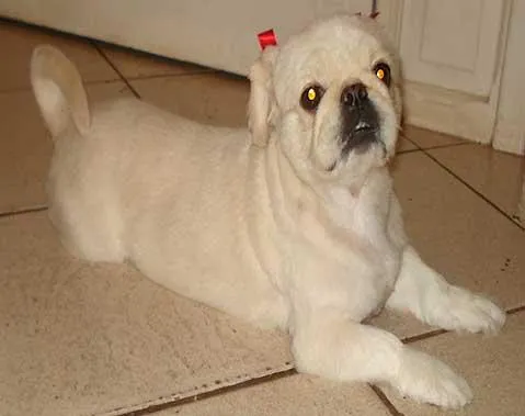 Cachorro ra a Pequines idade 6 ou mais anos nome Procura GRATIFICA