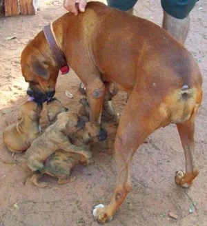 Cachorro raça Boxer idade  nome PURA