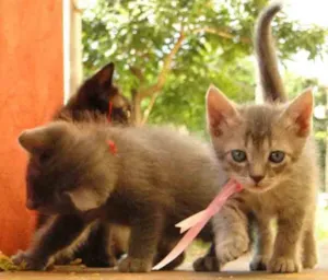 Gato raça Vira Lata idade Abaixo de 2 meses nome Novinho1