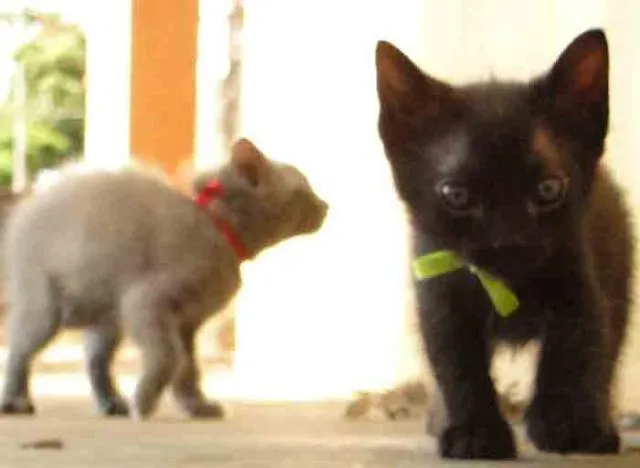 Gato ra a Vira Lata idade Abaixo de 2 meses nome Novinho2