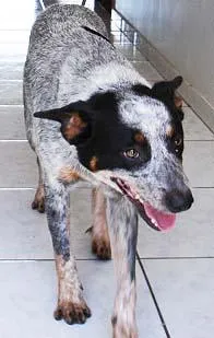 Cachorro ra a BlueHeeler idade 1 ano nome Encontrado