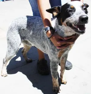 Cachorro raça BlueHeeler idade 1 ano nome Encontrado