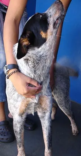 Cachorro ra a BlueHeeler idade 1 ano nome Encontrado