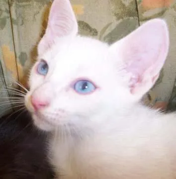 Gato ra a Siamês idade 2 a 6 meses nome Lindos