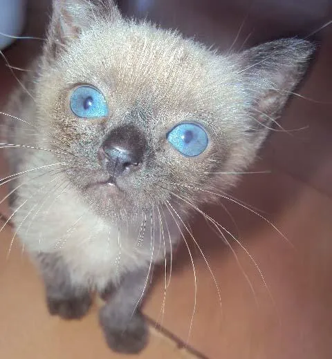 Gato ra a Siamês idade Abaixo de 2 meses nome Siamesa