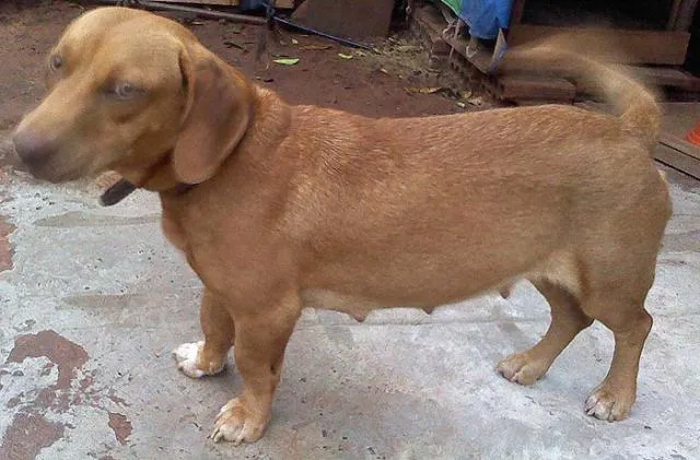 Cachorro ra a Basset idade 1 ano nome Mel