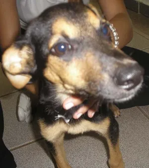 Cachorro raça SRD idade 2 a 6 meses nome Filhote 100%