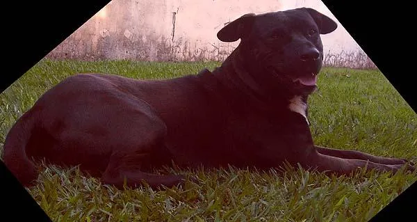 Cachorro ra a Pit-semi idade  nome Sadam