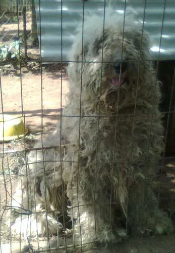 Cachorro ra a SheepDog idade 1 ano nome Sandy 40kG