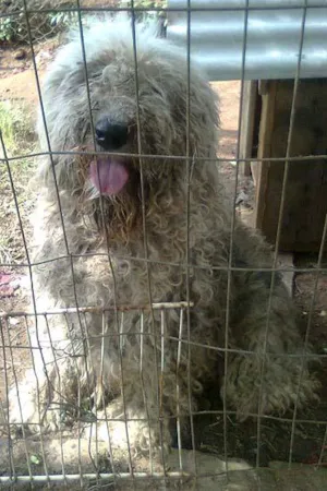 Cachorro raça SheepDog idade 1 ano nome Sandy 40kG