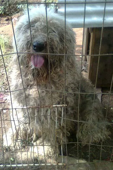 Cachorro ra a SheepDog idade 1 ano nome Sandy 40kG