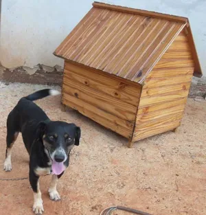 Cachorro raça SRD idade 1 ano nome DÓCIL