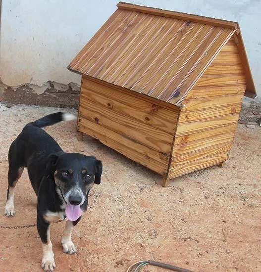 Cachorro ra a SRD idade 1 ano nome DÓCIL