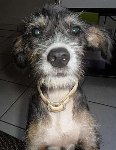 Cachorro ra a SRD idade 2 a 6 meses nome Peludo FOFO