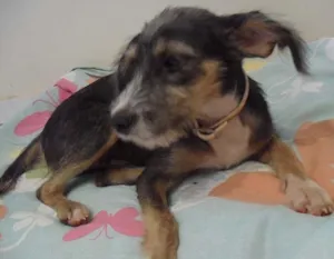 Cachorro raça SRD idade 2 a 6 meses nome Peludo FOFO