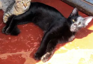 Gato raça srd idade 2 a 6 meses nome Tigrada e Nega