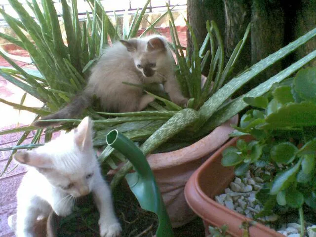 Gato ra a SRD idade 2 a 6 meses nome Lindos Gatinhos