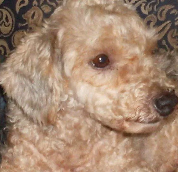 Cachorro ra a Poodle idade 1 ano nome PINTADO