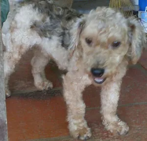 Cachorro raça Poodle idade 1 ano nome PINTADO