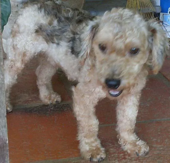 Cachorro ra a Poodle idade 1 ano nome PINTADO