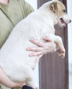 Cachorro raça SRD idade 2 a 6 meses nome BABY Doce