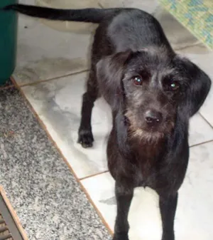 Cachorro raça SRD idade 7 a 11 meses nome Lilica