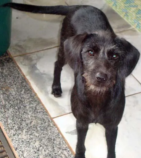 Cachorro ra a SRD idade 7 a 11 meses nome Lilica