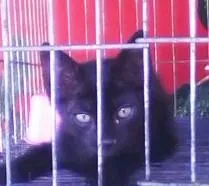 Gato raça Preto e Siamês idade Abaixo de 2 meses nome Filhotes