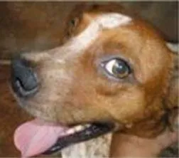 Cachorro ra a SRD idade 2 anos nome ENCONTRADA