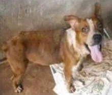 Cachorro raça SRD idade 2 anos nome ENCONTRADA