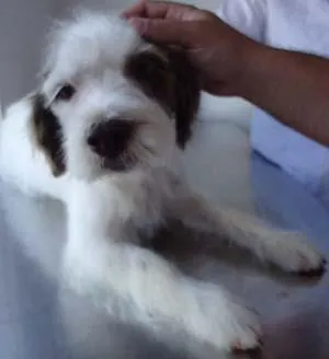 Cachorro ra a SRD idade 1 ano nome Encontrada