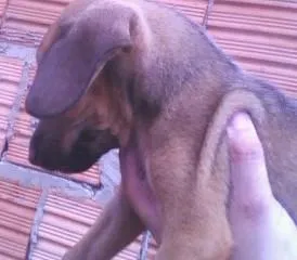 Cachorro raça SRD idade Abaixo de 2 meses nome Lindos Filhotes