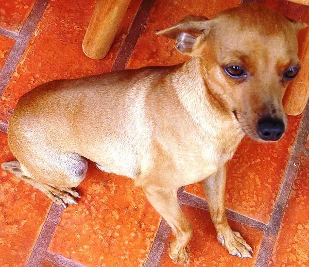 Cachorro ra a Pinsher idade  nome Procura GRATIFICA