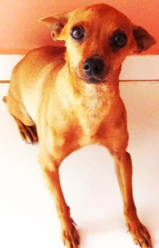 Cachorro ra a Pinsher idade  nome Procura GRATIFICA