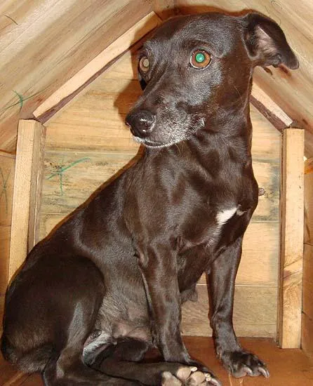 Cachorro ra a SRD idade 6 ou mais anos nome Procura GRATIFICA