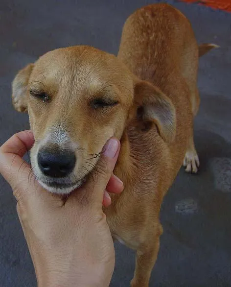 Cachorro ra a SRD idade 1 ano nome Meiga