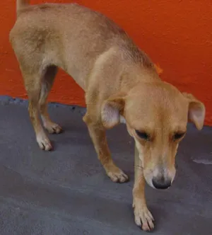 Cachorro raça SRD idade 1 ano nome Meiga