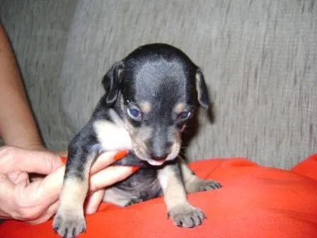 Cachorro ra a SRD idade Abaixo de 2 meses nome Filhotes procuram p