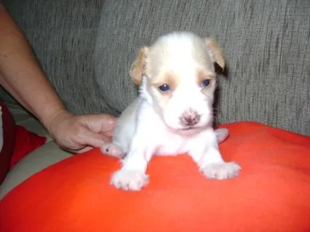 Cachorro ra a SRD idade Abaixo de 2 meses nome Filhotes procuram p