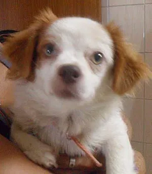 Cachorro raça  idade  nome Encontrada