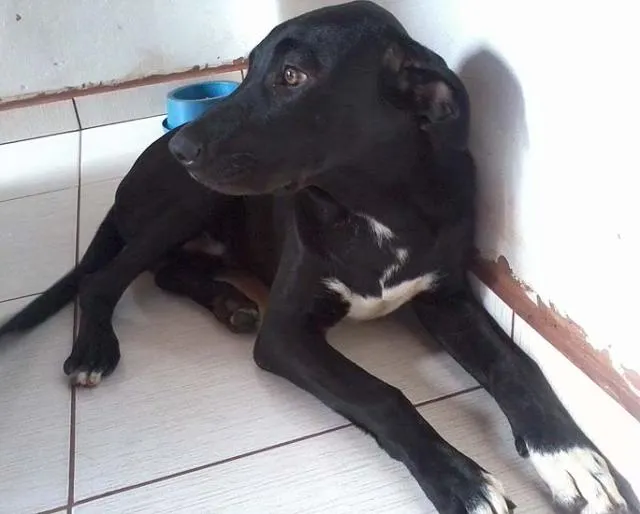 Cachorro ra a Labrador idade 2 a 6 meses nome Tigrão