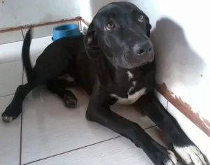 Cachorro raça Labrador idade 2 a 6 meses nome Tigrão