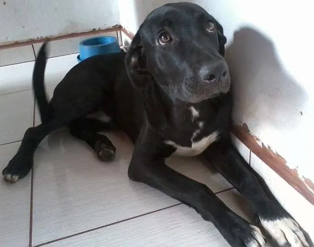 Cachorro ra a Labrador idade 2 a 6 meses nome Tigrão