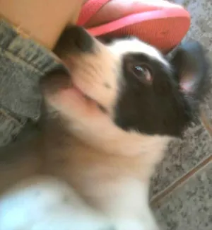 Cachorro raça SRD idade 2 a 6 meses nome VACINADO