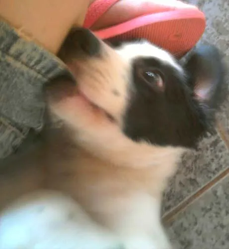 Cachorro ra a SRD idade 2 a 6 meses nome VACINADO